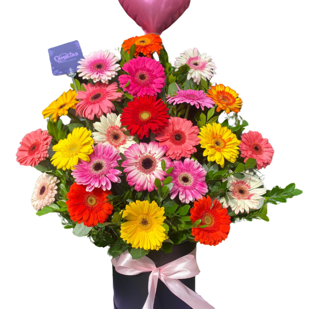 🌸 Box de 24 Gerberas Frescas "Suva"
