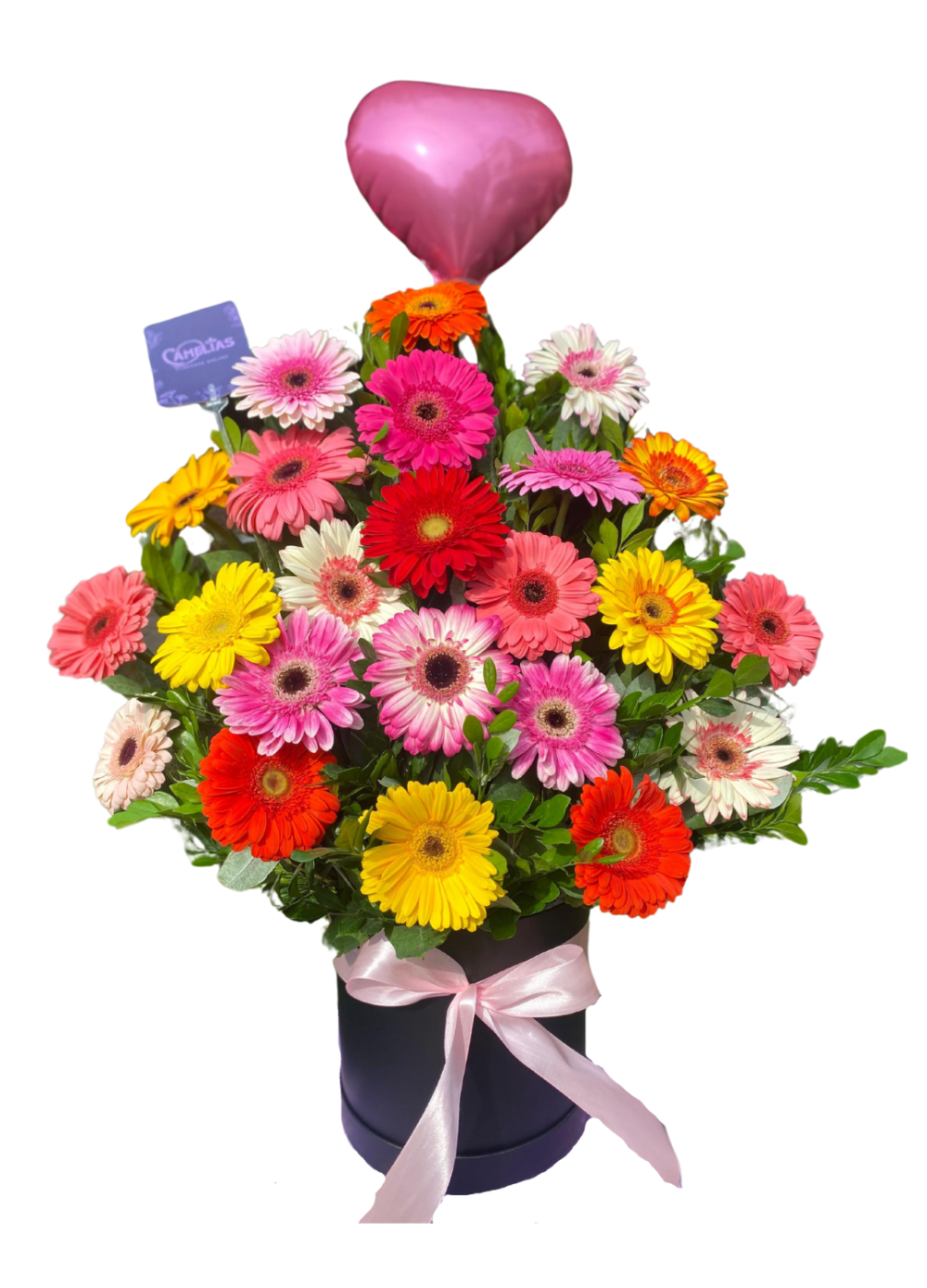 🌸 Box de 24 Gerberas Frescas "Suva"