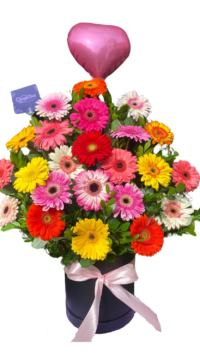 🌸 Box de 24 Gerberas Frescas "Suva"