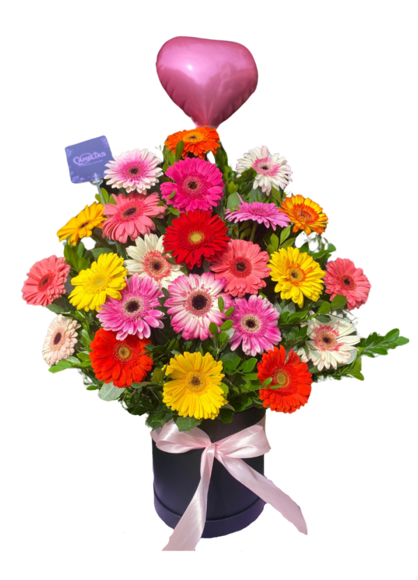 🌸 Box de 24 Gerberas Frescas "Suva"