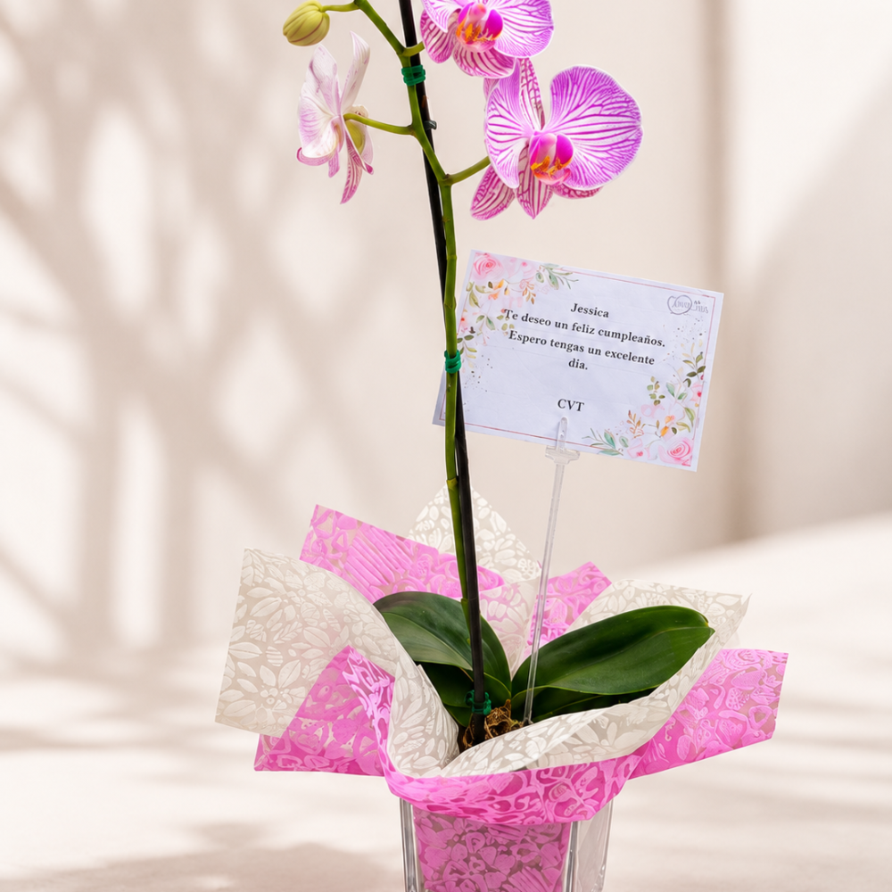 Orquídea "Lindis"
