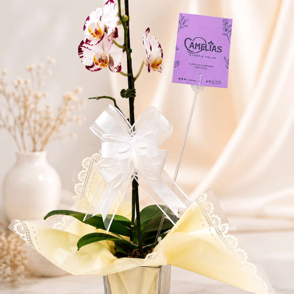 Orquídea mariposa "Phalaenopsis"