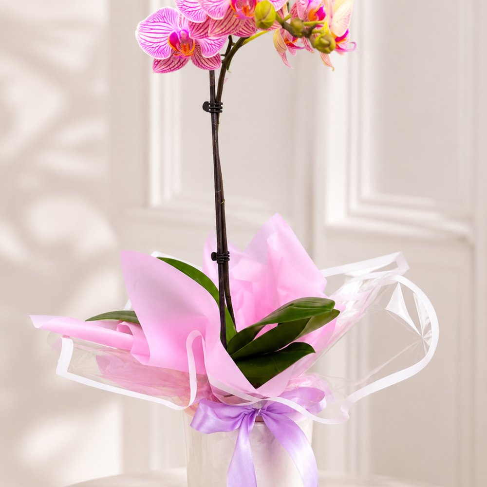 Flor de Orquídea