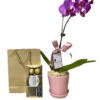 Orquídea + chocolate "Phalaenopsis lila"