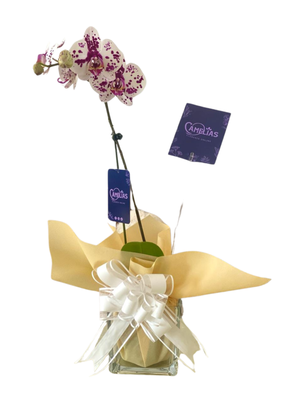 Orquídea mariposa "Phalaenopsis"