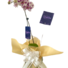 Orquídea mariposa "Phalaenopsis"