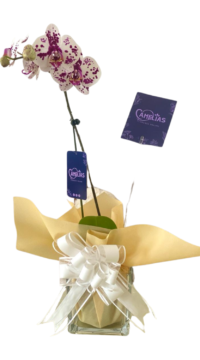 Orquídea mariposa "Phalaenopsis"