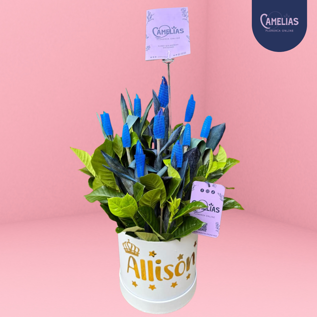 Box de 10 tulipanes azules "Cesar"